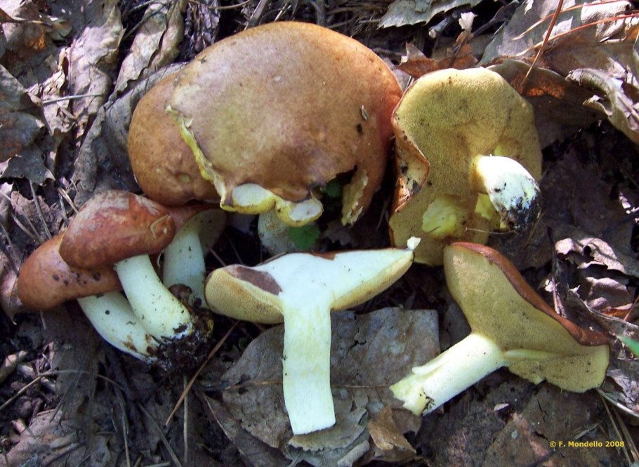 Масленок зернистый съедобность