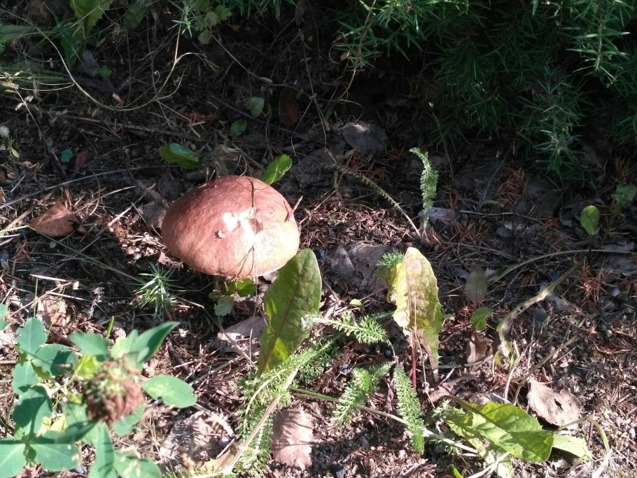 Вешенка обыкновенная