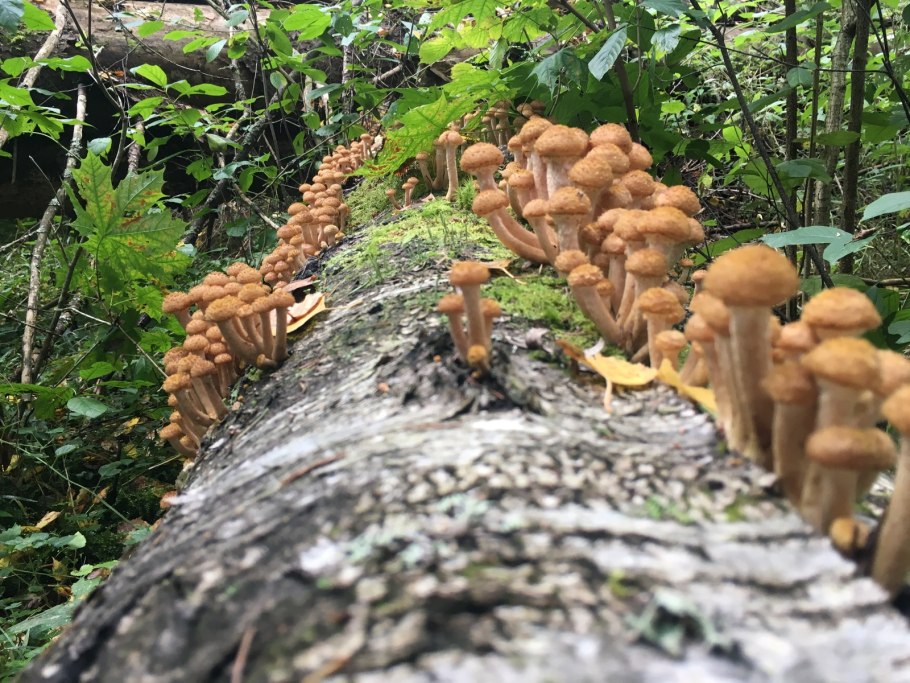 Белые грибы на участке