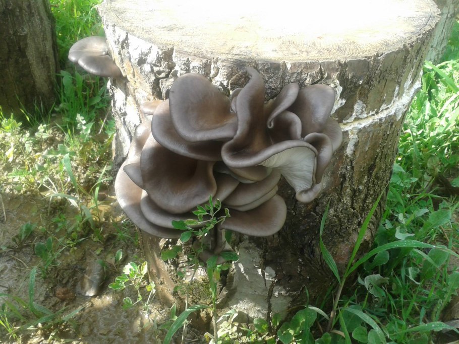 Гриб вырос на другом грибе