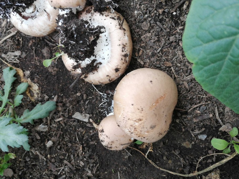 Мицелий шиитаке