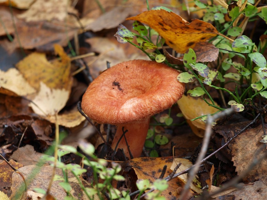Рыжик млечно-красный (Lactarius semisanguifluus).