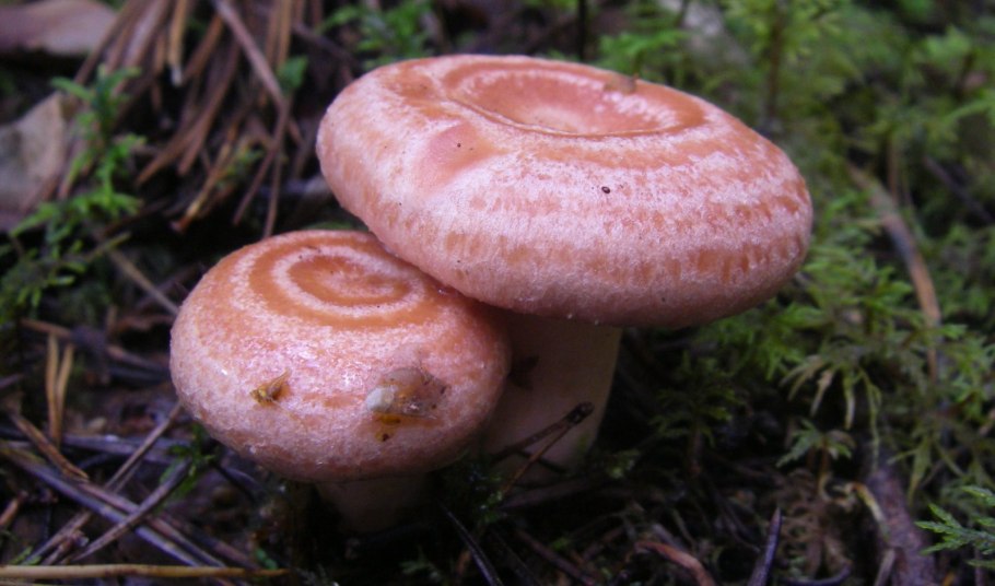 Рыжик Сосновый/Боровой (Lactarius deliciosus);