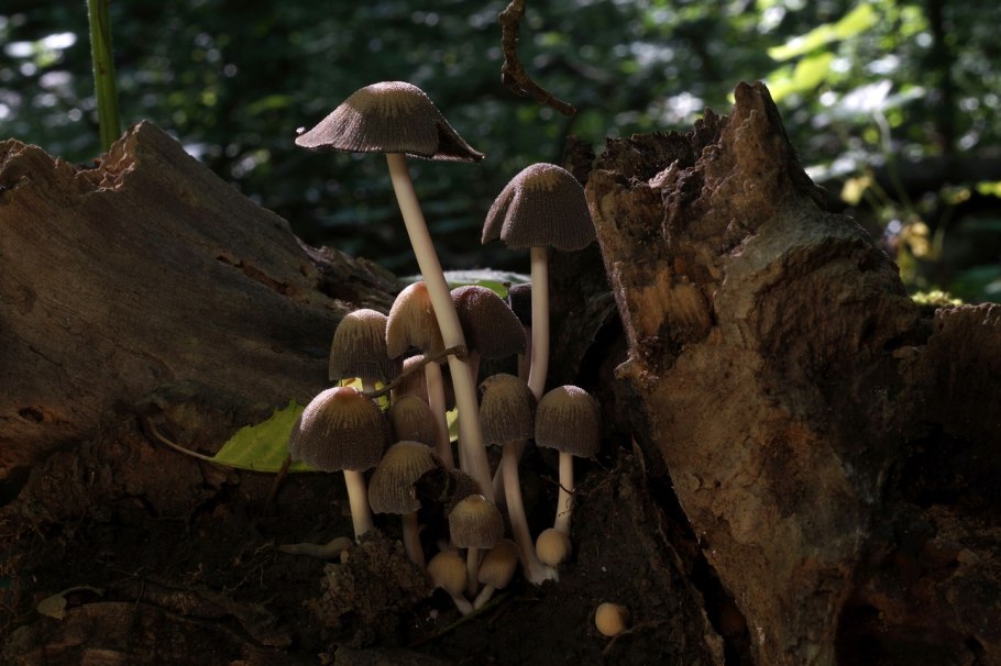 Гигроцибе остроконическая (Hygrocybe