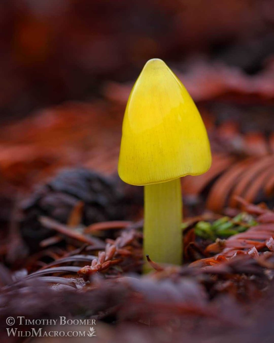 Гигроцибе киноварно-красная (Hygrocybe miniata)