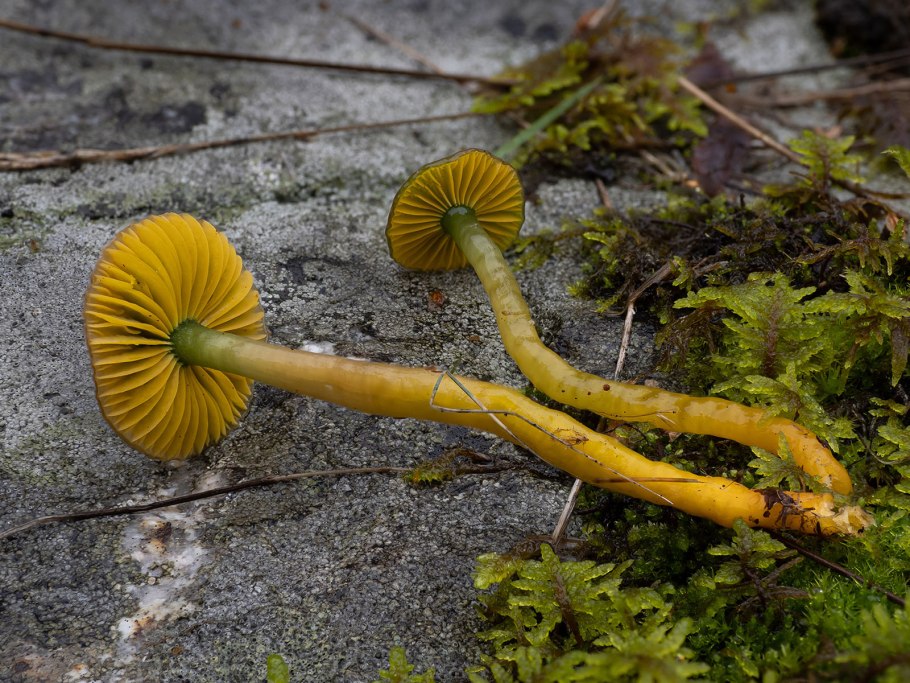 Гигроцибе пёстрая гриб