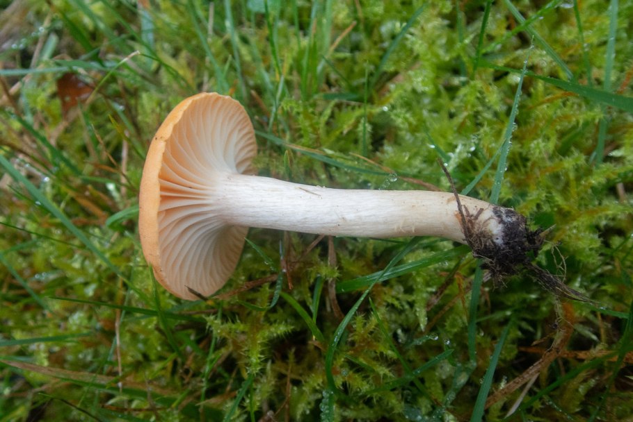 Гигроцибе восковая