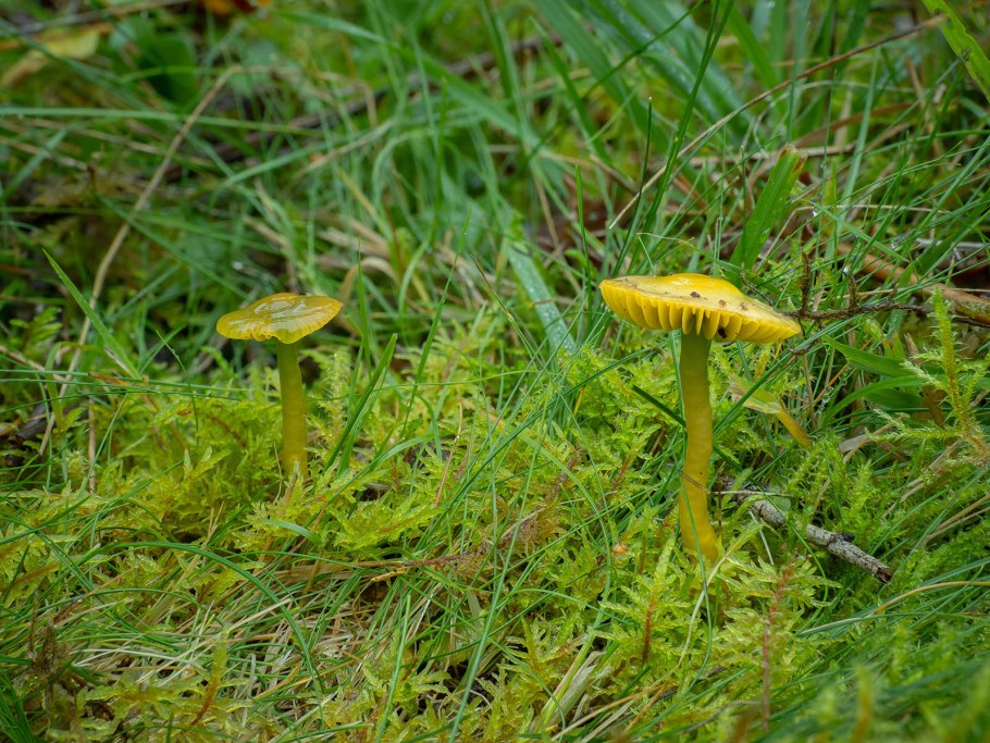 Гигроцибе жёлто-зелёная
