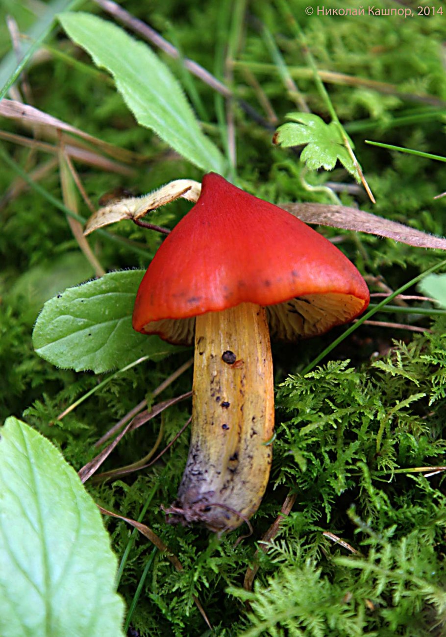 Зелено коричневый пластинчатый гриб