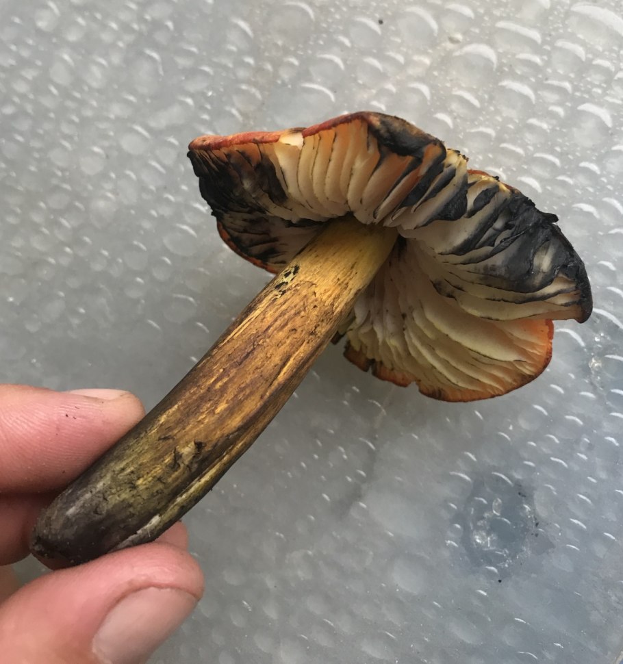 Гигроцибе киноварно-красная (Hygrocybe miniata)