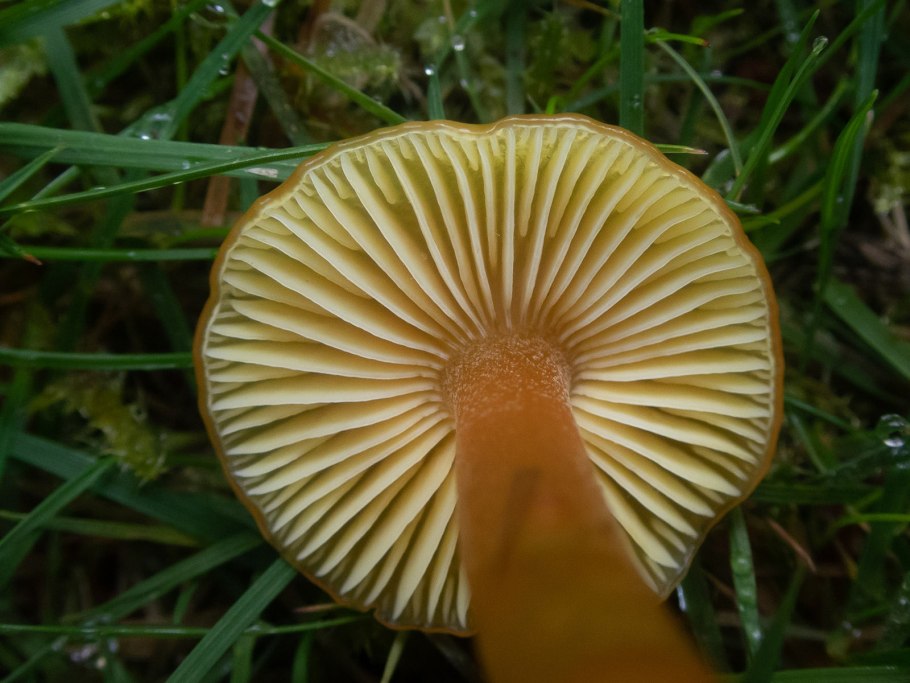 Gliophorus psittacinus