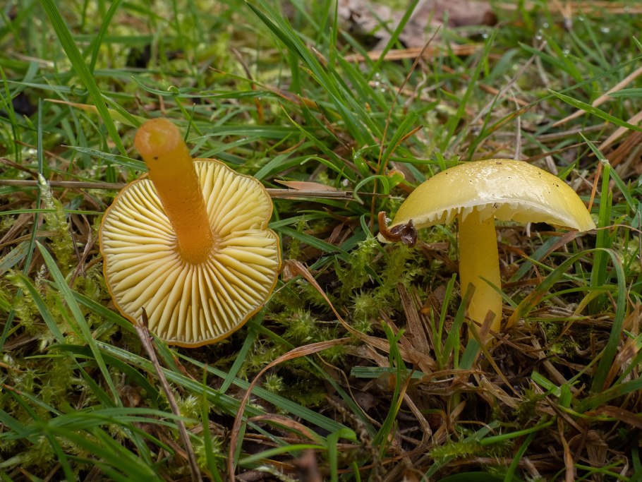 Гриб Гигроцибе красная Капа синяя