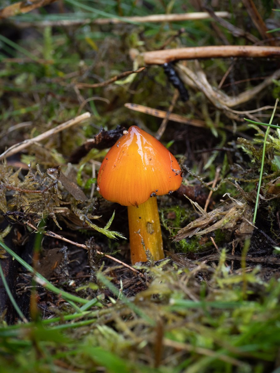 Гигроцибе чернеющая