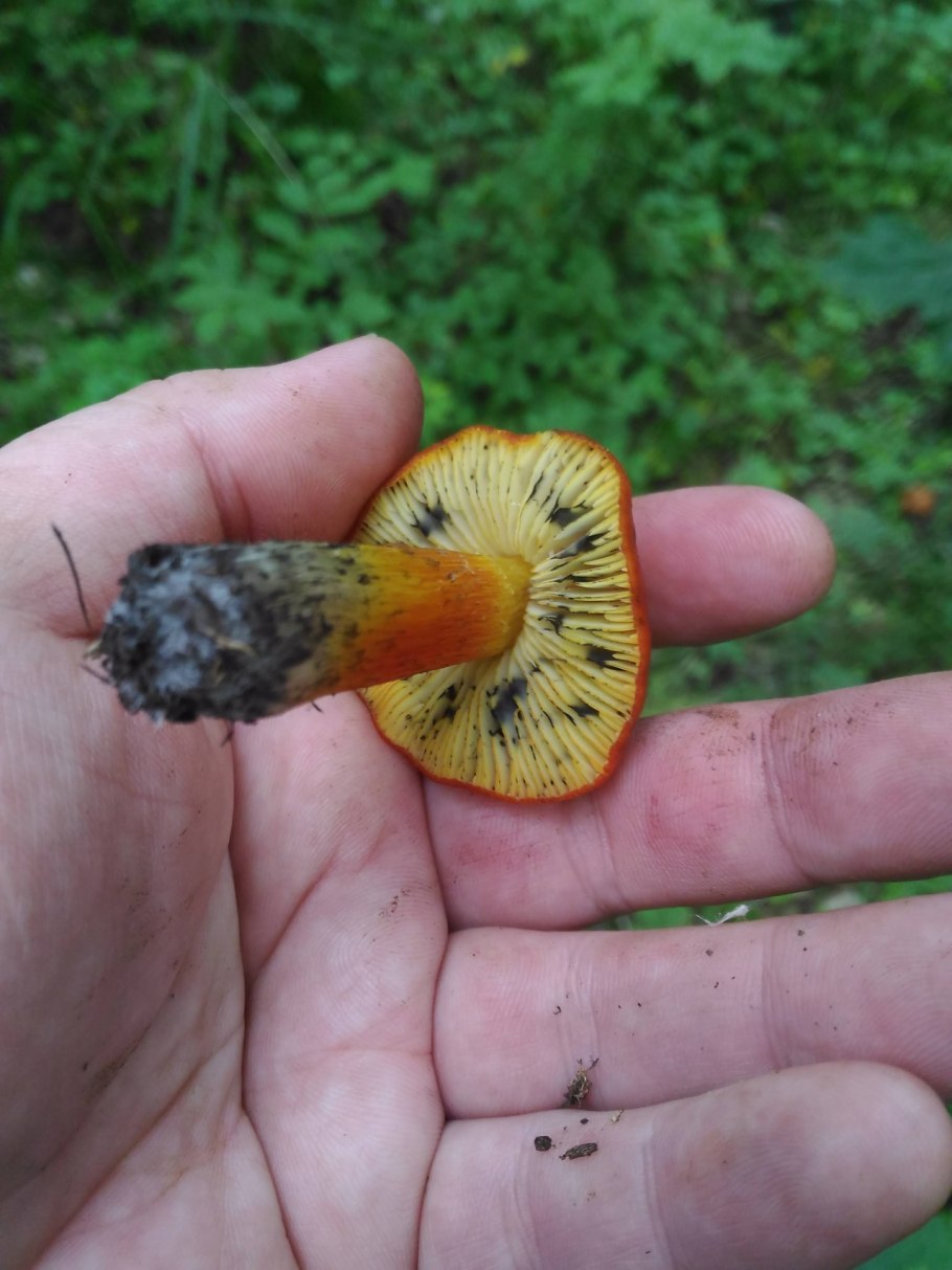 Гриб с красной ножкой