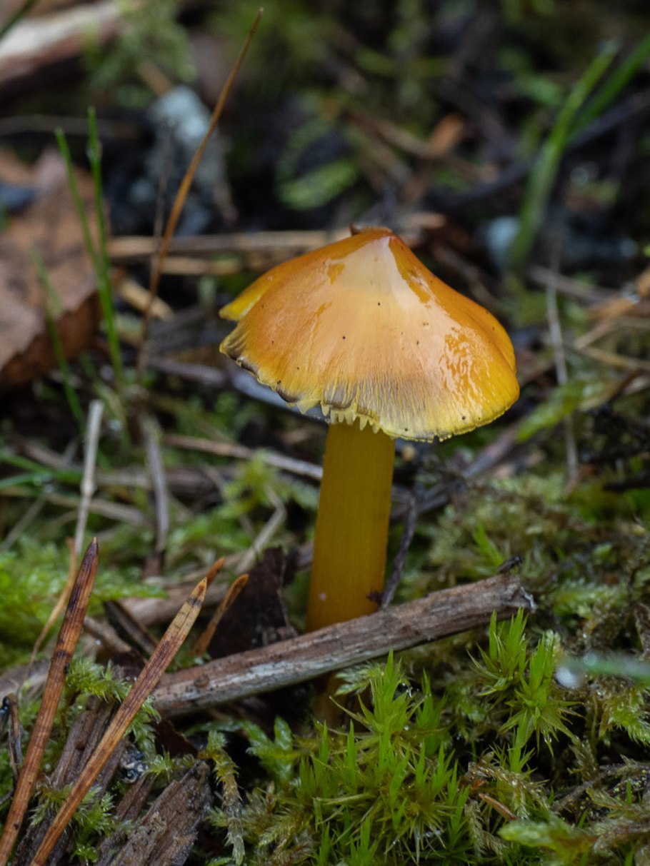 Hygrocybe conica (fr.) Kumm. – Гигроцибе коническая