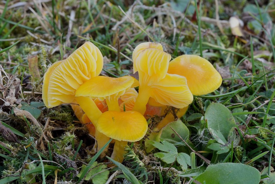 Гигрофор Луговой