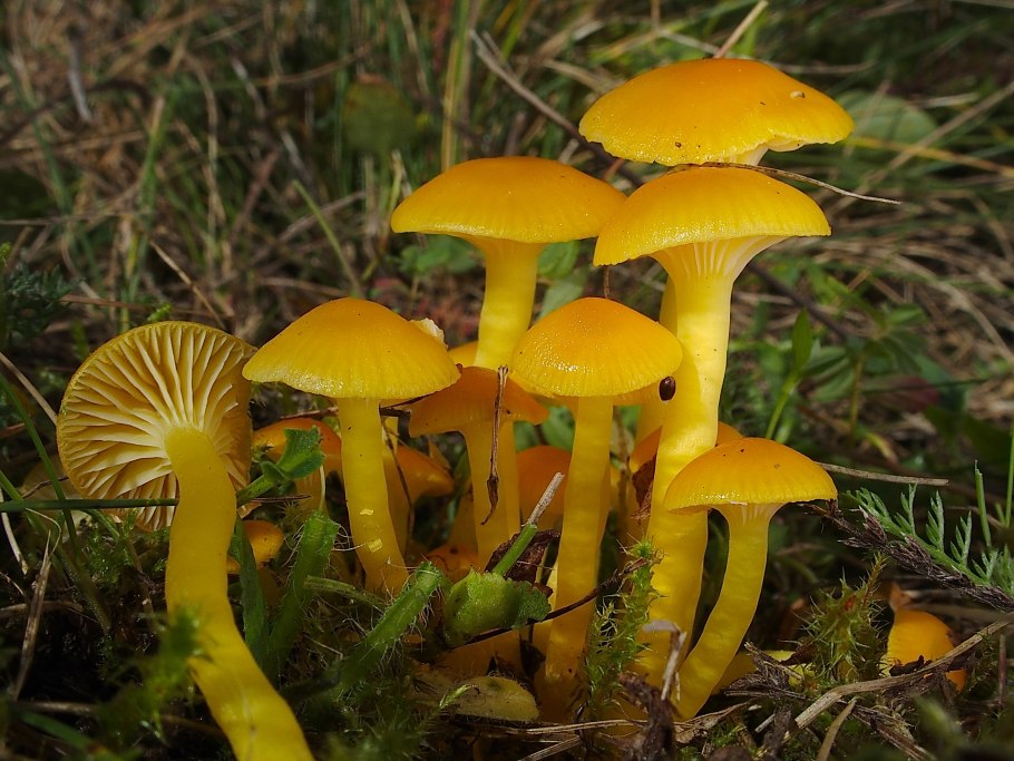 Гигроцибе дубовая