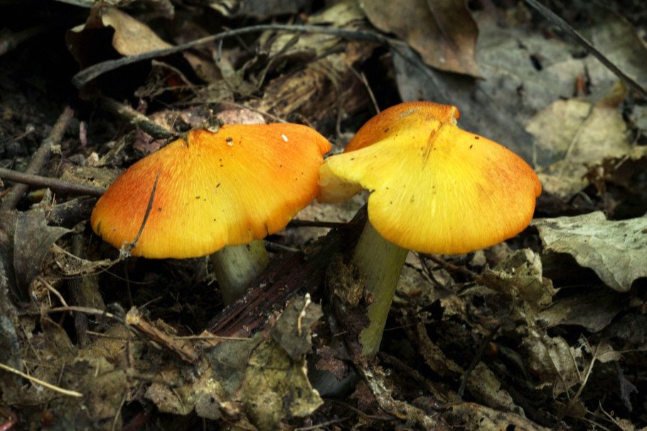 Подъяблонник гриб