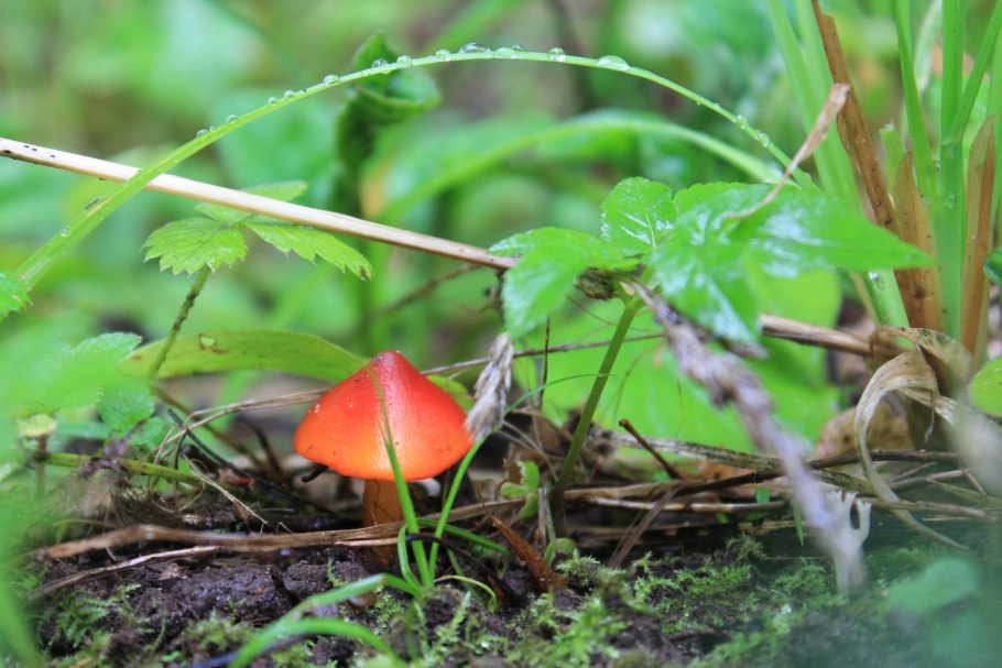 Гигроцибе коническая (Hygrocybe conica)