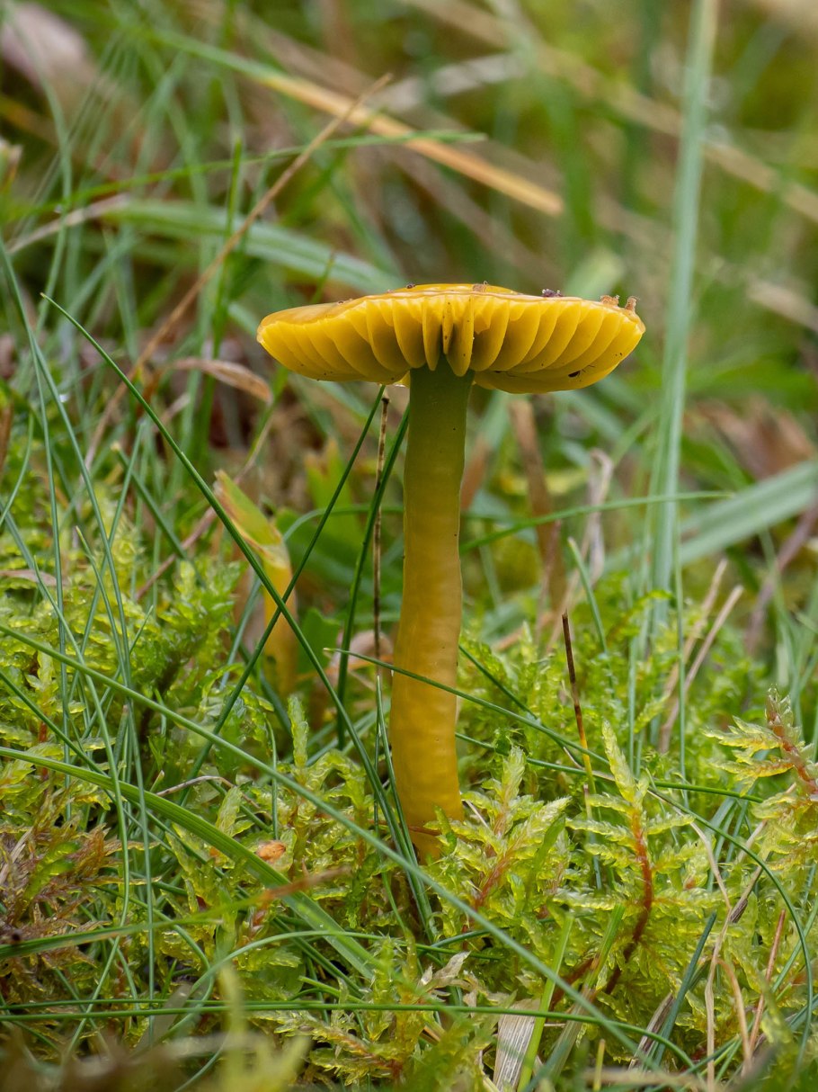Hygrocybe ceracea