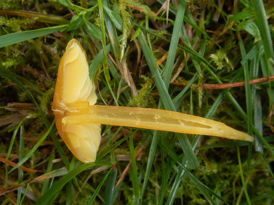 Гигроцибе пёстрая гриб