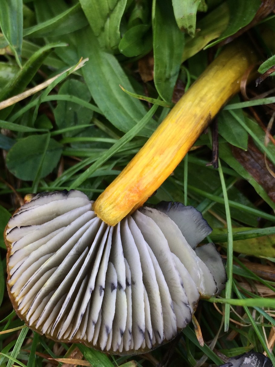 Hygrocybe chlorophana