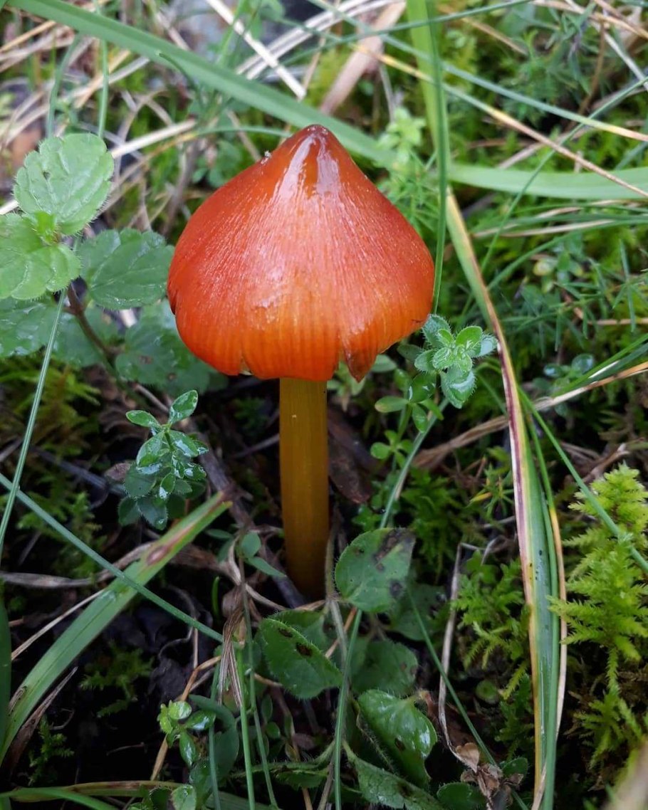 Гигроцибе чернеющая