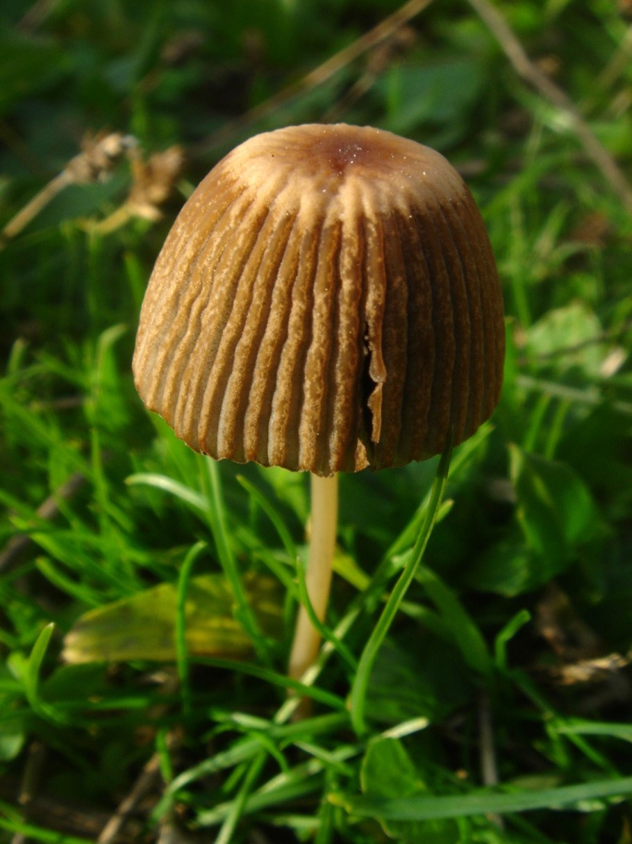 Coprinus plicatilis