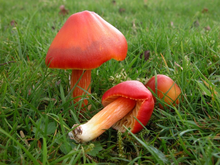 Hygrocybe coccinea