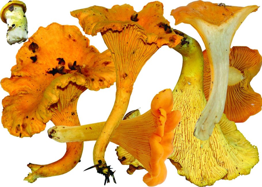 Cantharellus cibarius - Лисичка