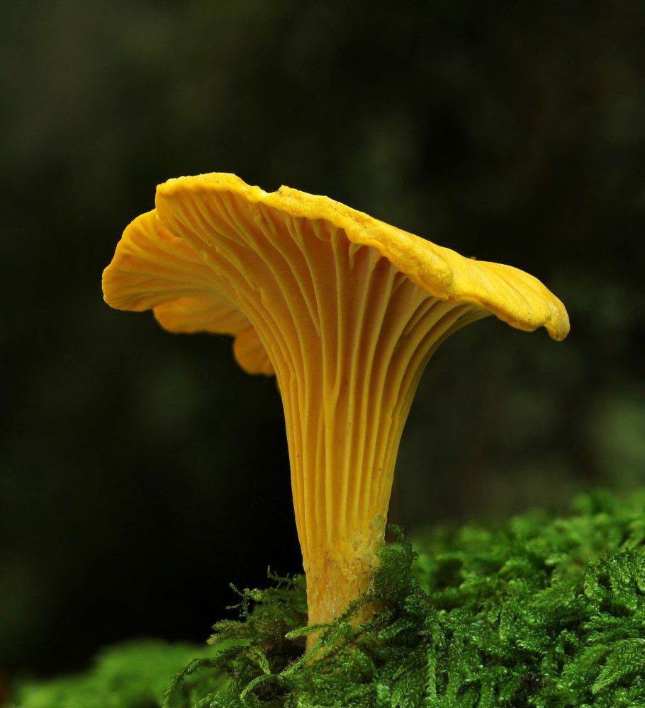 Cantharellus cibarius - Лисичка