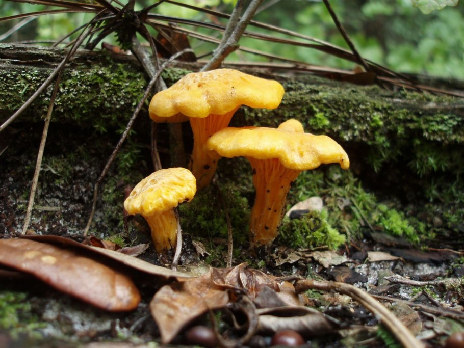 Лисичка желтая (Cantharellus cibarius)