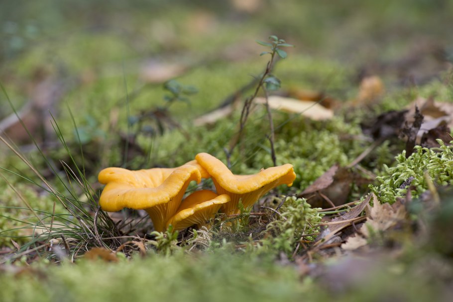 Лисички во мху