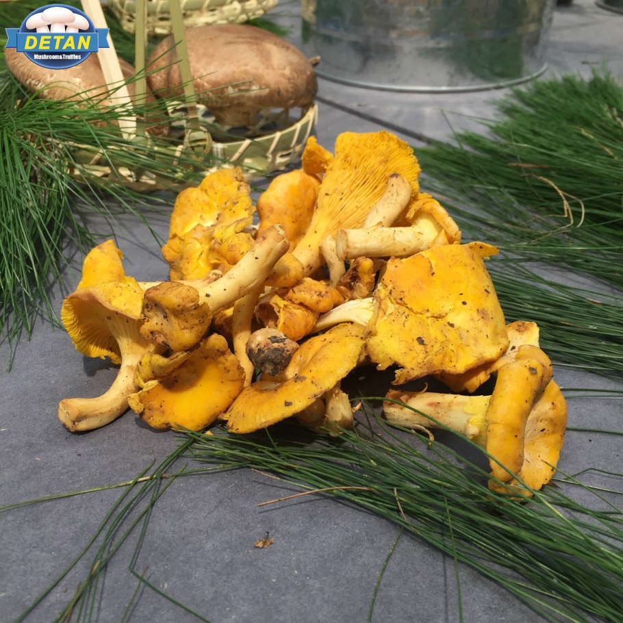 Маленькие лисички грибы