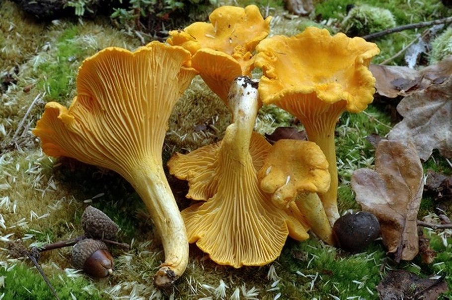 Cantharellus cibarius - Лисичка