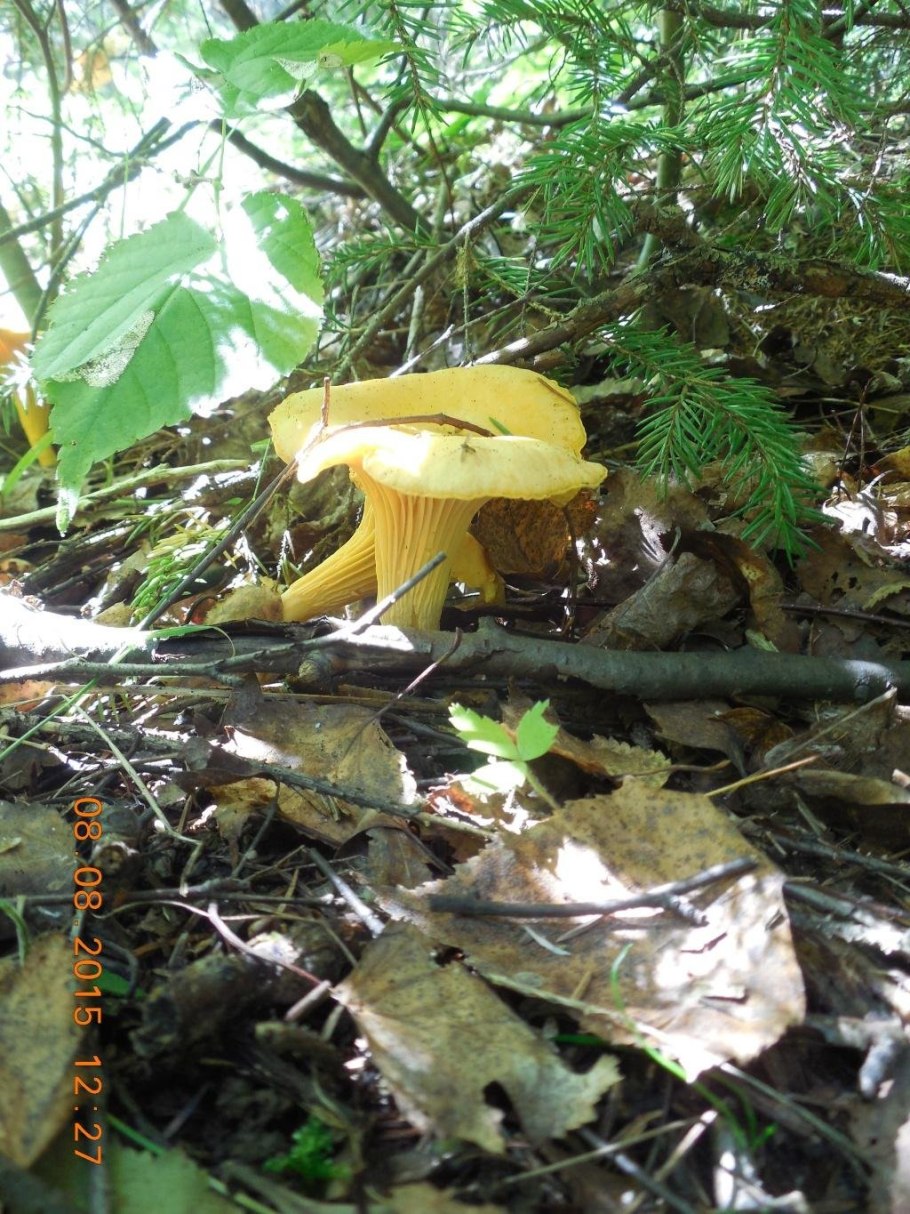 Лисичка желтая (Cantharellus cibarius)