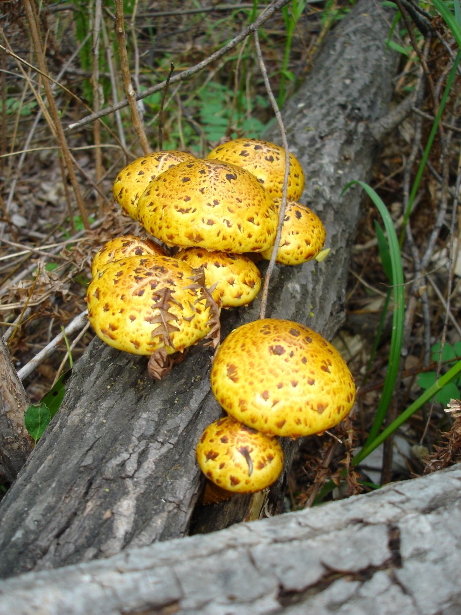 Чешуйчатка древесинная