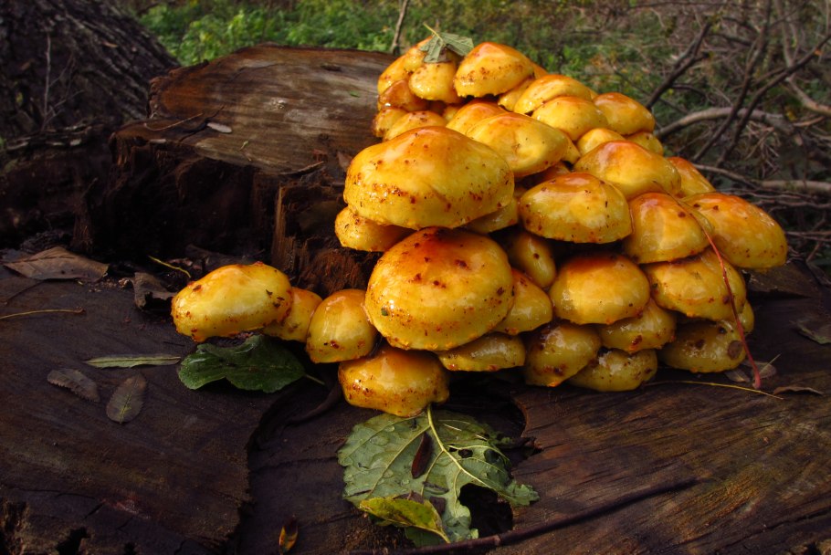 Гриб желтый на деревянных