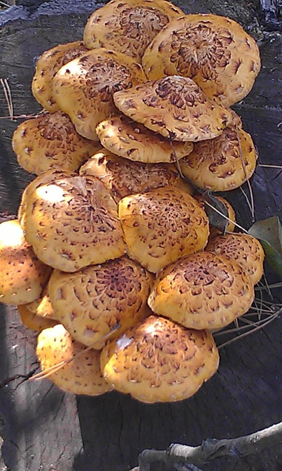 Опята Королевские и чешуйчатка