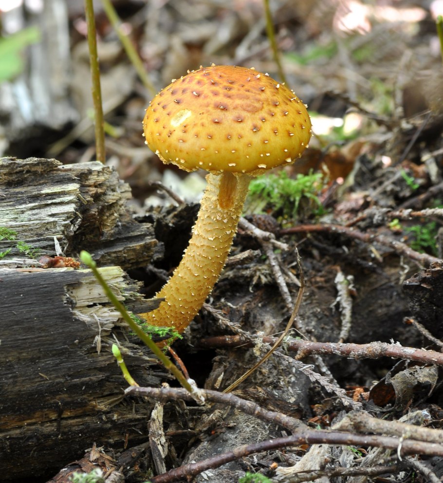 Чешуйчатка обыкновенная съедобная или нет