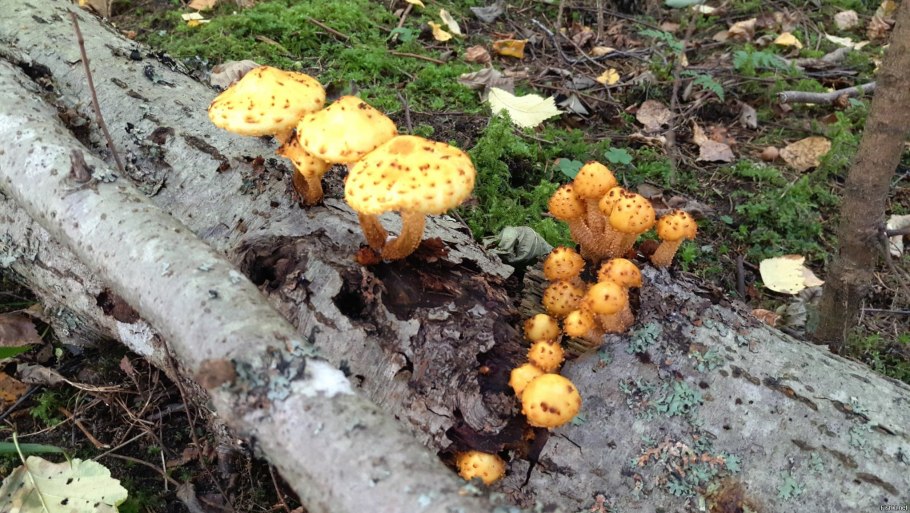 Королевские опята чешуйчатка золотистая