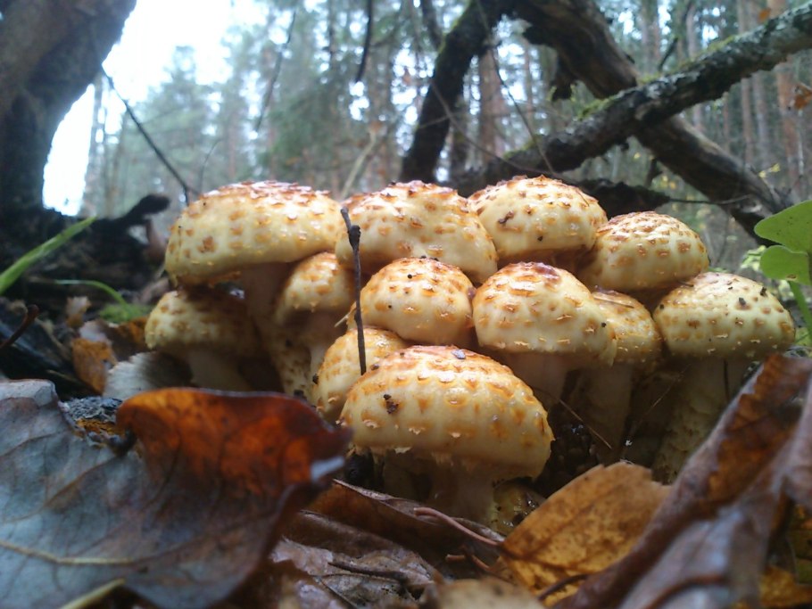 Гриб чешуйчатка обыкновенная pholiota squarrosa