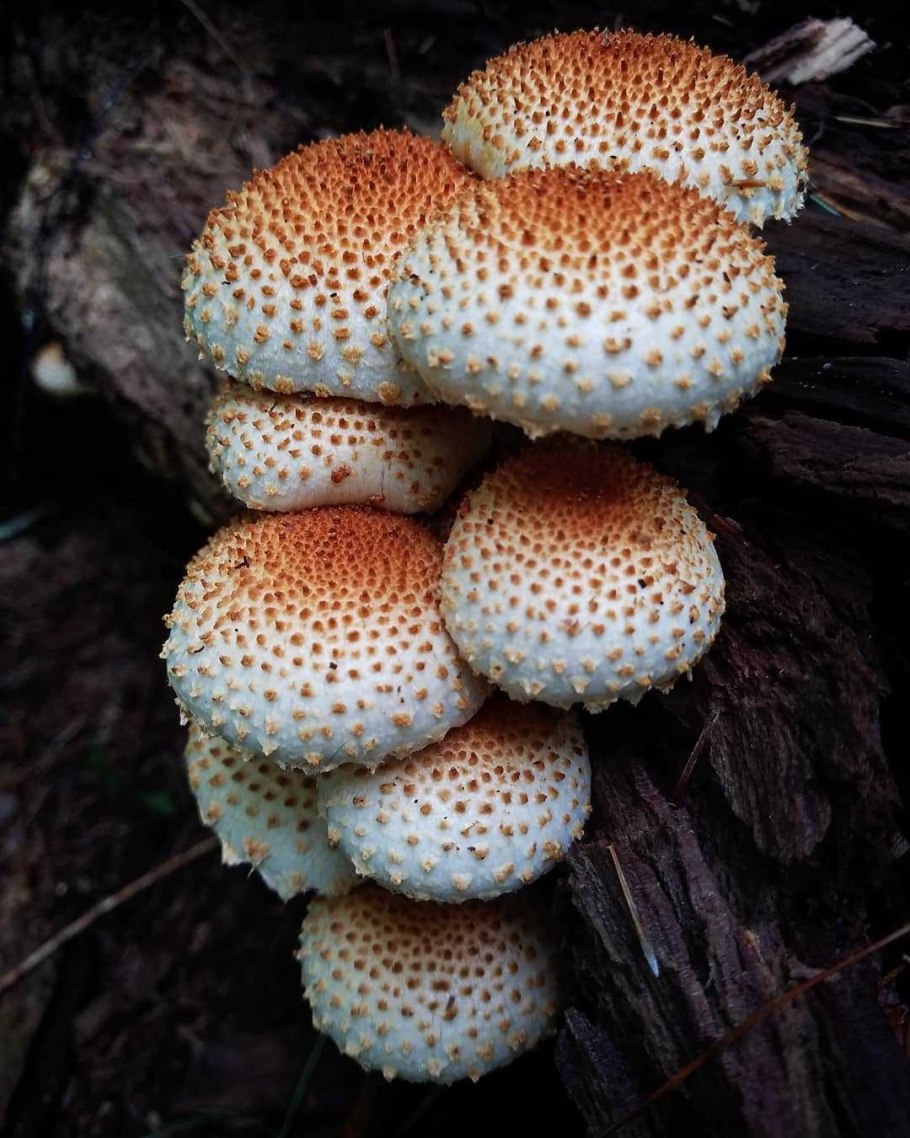 Чешуйчатка золотистая pholiota aurivella