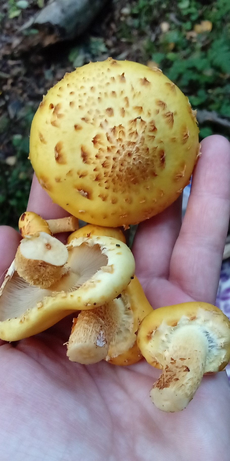 Чешуйчатка клейкая Pholiota lenta