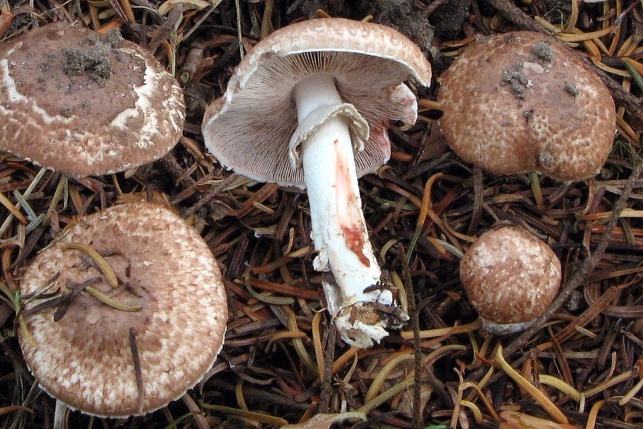 Agaricus silvaticus