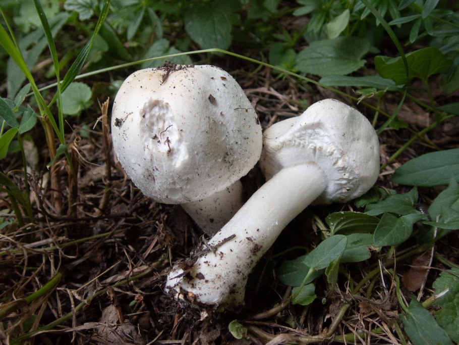Agaricus arvensis Schaeff. — Шампиньон полевой
