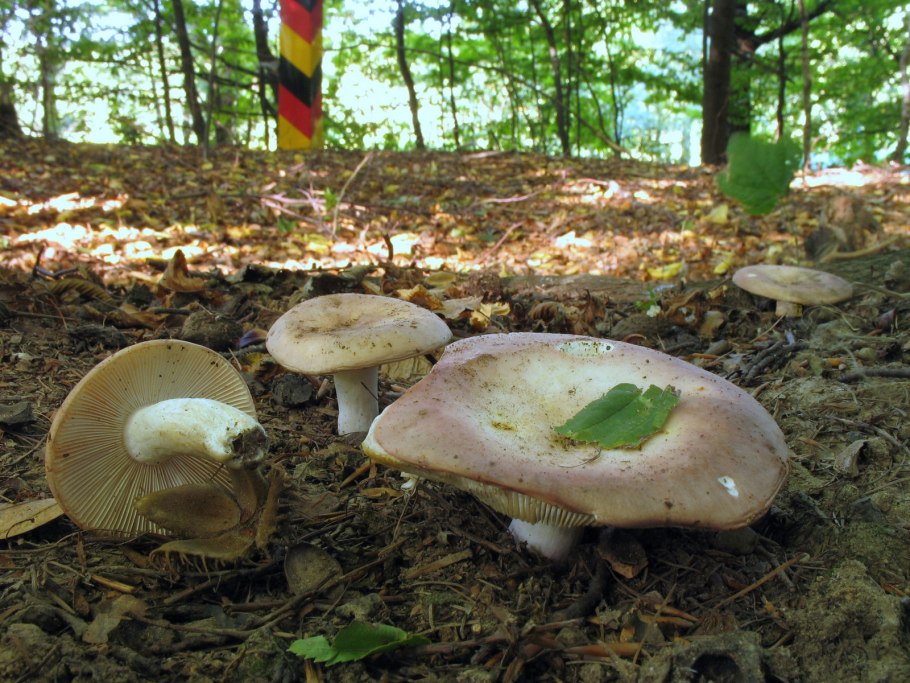 Сыроежка гриб