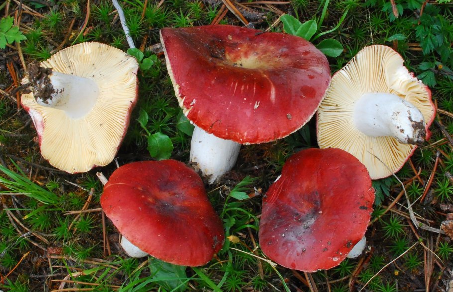 Сыроежка Болотная Russula paludosa
