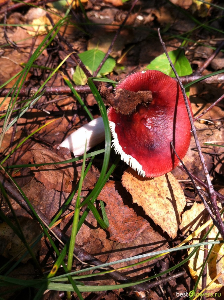 Гриб сыроежка Болотная