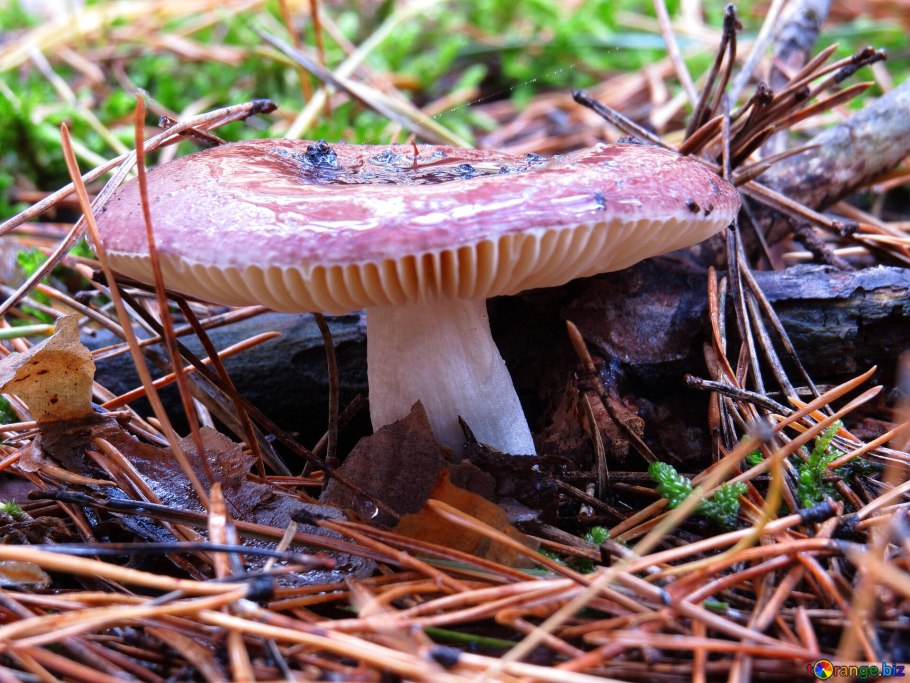 Сыроежка ( Russula vesca)